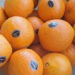 食育授業 - 2013年 豊中市立小曽根小学校