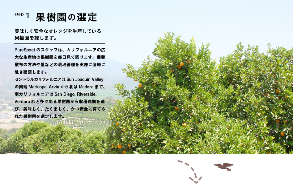 step1 果樹園の選定「美味しく安全なオレンジを生産している果樹園を探します。」PureSpect のスタッフは、カリフォルニアの広大な生産地の果樹園を毎日見て回ります。農薬散布の方法や量などの栽培管理を実際に産地に赴き確認します。セントラルカリフォルニアはSun Joaquin　Valleyの南端Maricopa, Arvinから北は　Madera まで、南カリフォルニアはSan　Diego、Riverside,Ventura郡と多々ある果樹園から収穫適期を選び、美味しく、たくましく、かつ安全に育てられた果樹園を選定します。