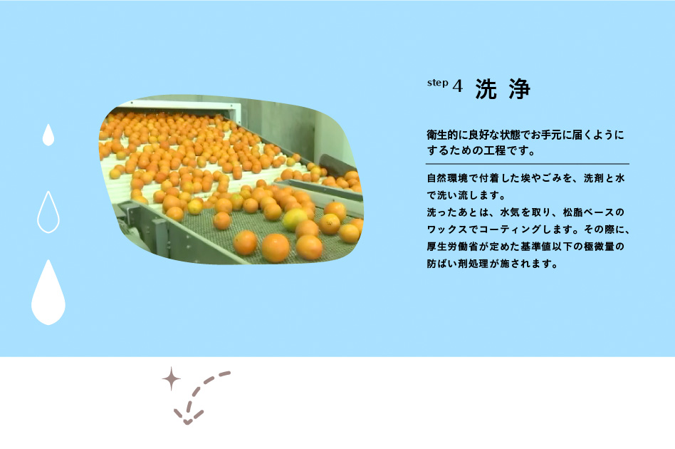 step4 洗浄「衛生的に良好な状態でお手元に届くようにするための工程です。」自然環境で付着した埃やごみを、洗剤と水で洗い流します。 洗ったあとは、水気を取り、松脂ベースのワックスでコーティングします。その際に、厚生労働省が定めた基準値以下の極微量の防ばい剤処理が施されます。