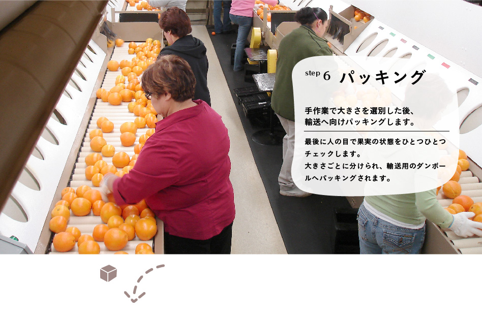 step6 パッキング「手作業で大きさを選別した後、輸送へ向けパッキングします。」最後に人の目で果実の状態をひとつひとつチェックします。大きさごとに分けられ、輸送用のダンボールへパッキングされます。
