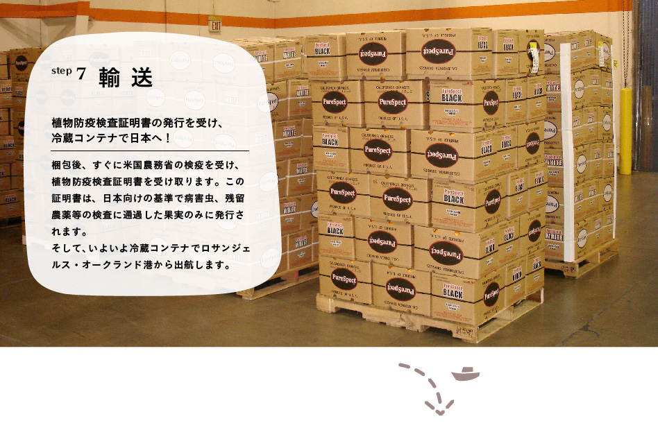 step7 輸送「植物防疫検査証明書の発行を受け、冷蔵コンテナで日本へ！」梱包後、すぐに米国農務省の検疫を受け、植物防疫検査証明書を受け取ります。この証明書は、日本向けの基準で病害虫、残留農薬等の検査に通過した果実のみに発行されます。そして、いよいよ冷蔵コンテナでロサンゼルス・ロングビーチ港から出航します。
